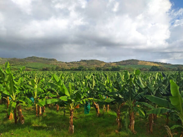 Banana Botany