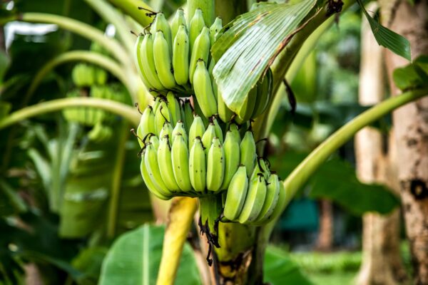 Jalgaon Bananas